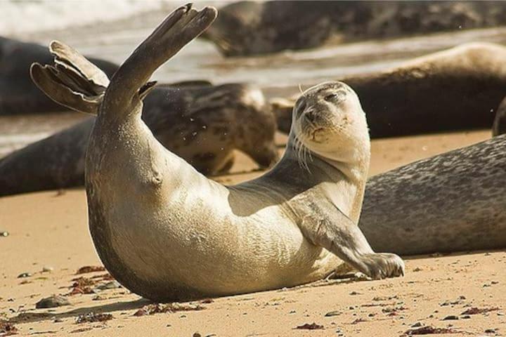 Relaxing Chalet On Popular California Sands Short Stroll To Beach, Nr Norfolk Broads & Great Yarmouth Scratby Eksteriør bilde